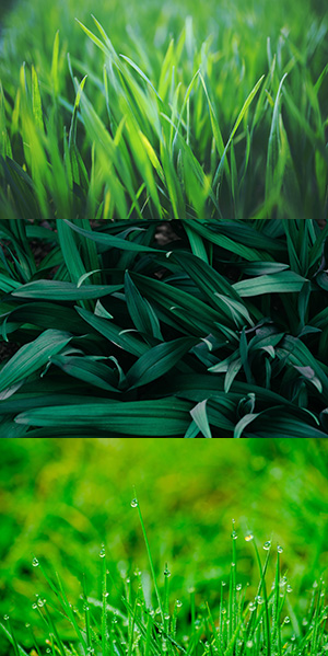 Evolution Seed is Part of the Regenerative Formula