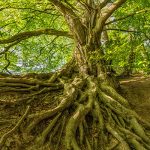 Extensive root system of a tree not cared for by Smithville tree service professionals