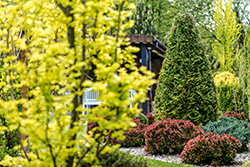 Smithville Tree Service: Enhancing Tree Health